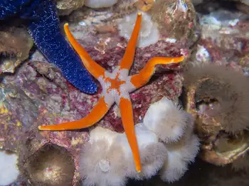 armpit blood star