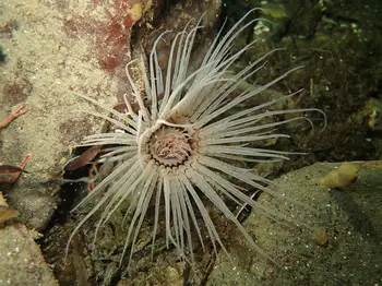 Tube Dwelling Anemone