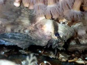 Sailfin Sculpin