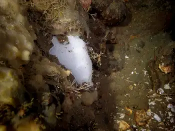 White Nudibranch