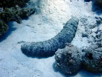 Mexican Sea Cucumber