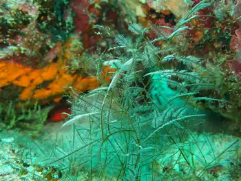Macrorhynchia philippina Hydroids
