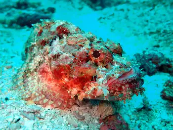 Pacific Stonefish