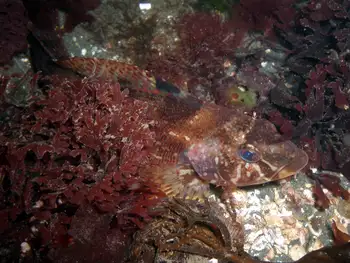 Sea Laurel Seaweed