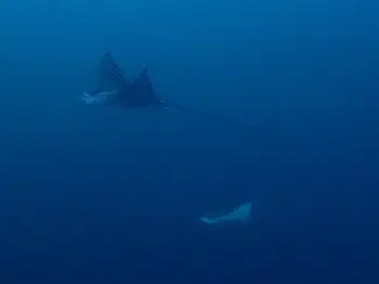 Eagle Ray