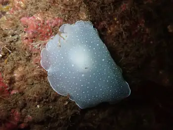 California Berthella