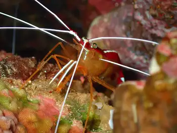 white banded cleaner shrimp