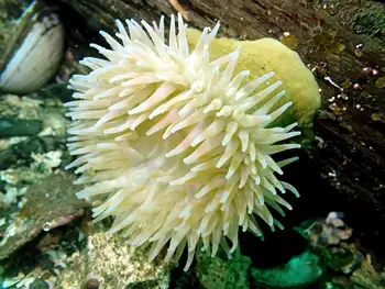 Swimming Anemone