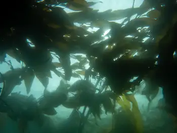 giant kelp