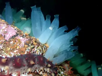Sea Vase Tunicates