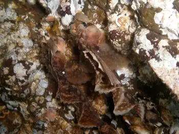 Sailfin Sculpins