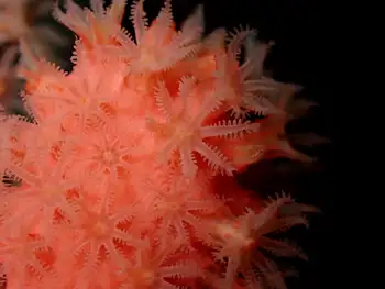 Bubblegum Coral