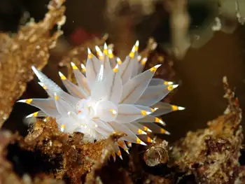 Bicolor Nudibranch
