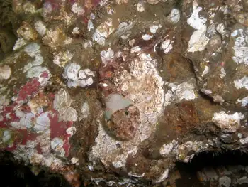 thornback sculpin
