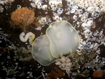 Yellow Margin Dorids