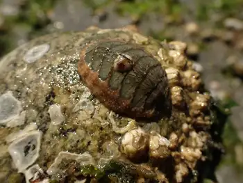 Chiton