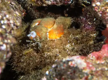 rhinoceros crab