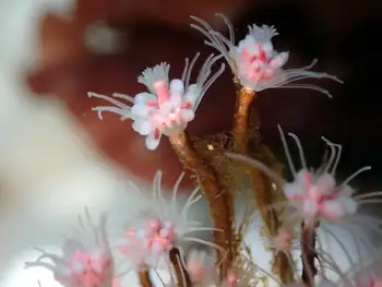 Bushy Pink Mouth Hydroids