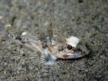 Roughback Sculpin