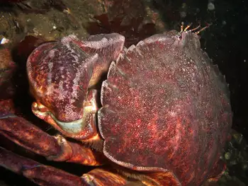 Red Rock Crab