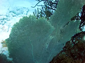 sea fan