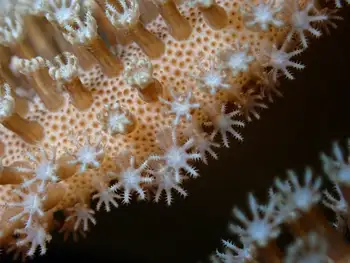 Mushroom Leather Coral