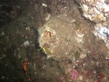 Giant Acorn Barnacle