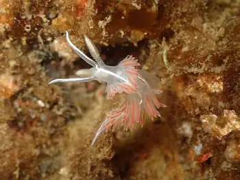 Three Lined Nudibranch