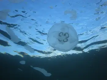 Moon Jelly