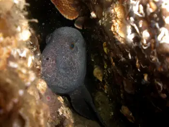 Wolf Eel