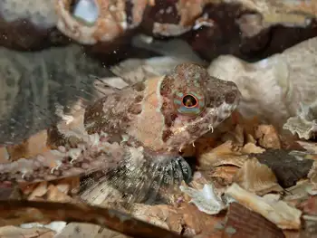 Scalyhead Sculpin