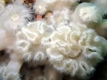 Short Plumose Anemones