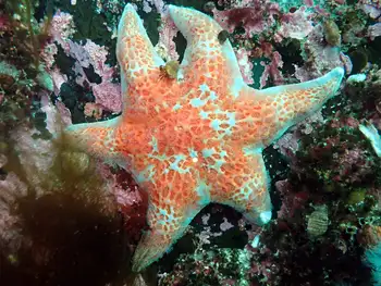 Leather Star