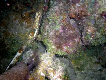 Reef