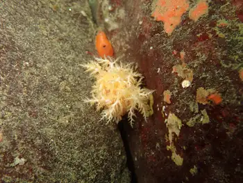 Stiff Footed Sea Cucumber