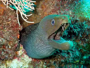 panamic moray eel