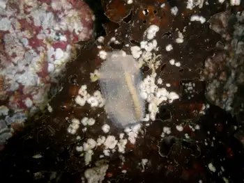 Coral Bryozoans