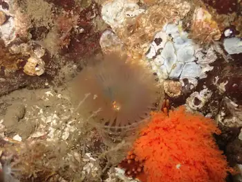 Slime Tube Feather Duster Worm