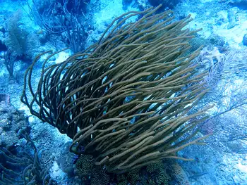 coral