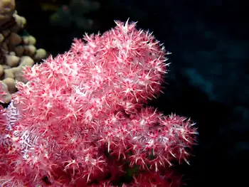 Mauve Spiky Soft Coral