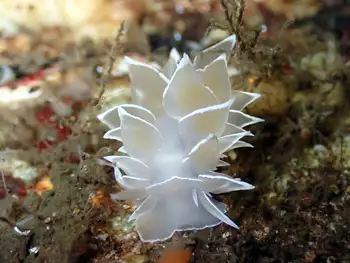 Alabaster Nudibranch