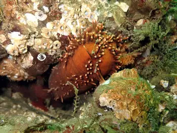 Red Sea Cucumber