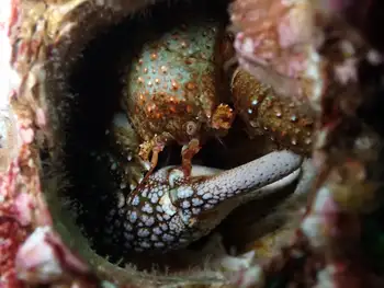 Granular Claw Crab