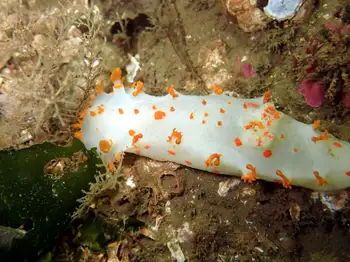 Modest Clown Nudibranch