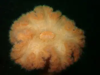 Metridium Anemone