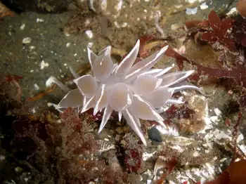 Alabaster Nudibranch