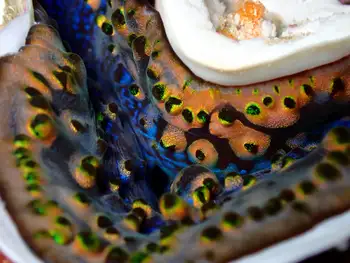 fluted giant clam