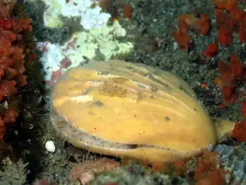 Smooth Pink Scallop