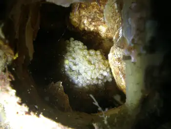 Eggs Fish