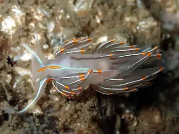 Horned Nudibranch